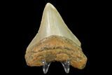 Fossil Megalodon Tooth - North Carolina #130029-2